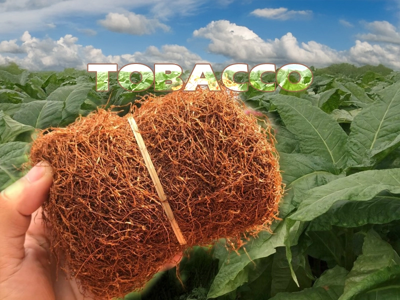 Kỹ thuật làm lá thuốc lào và thuốc lá to, mỏng vừa và cháy êm trong giai đoạn phát triển lá