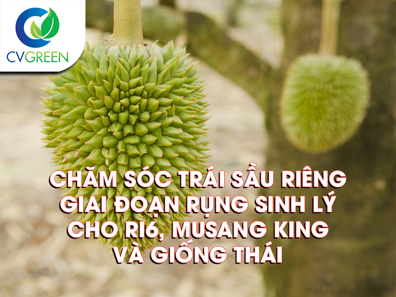 Chăm sóc trái sầu riêng giai đoạn rụng sinh lý cho Ri6, Musang King và giống Thái