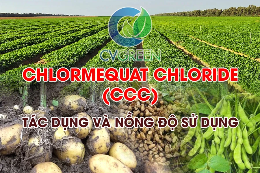 Chlormequat Chloride (CCC): Ức chế chiều cao, cứng cây, phát triển rễ và củ, tăng năng suất cây trồng