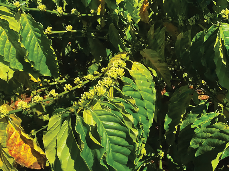 Cây cà phê bị vàng lá sau thu hoạch: Nhận biết Hoa sinh lý và quy trình xử lý hiệu quả