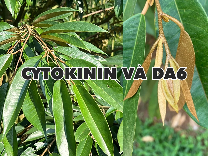 Cytokinin và DA6 – kích chồi, trẻ hóa cây và hỗ trợ giải độc