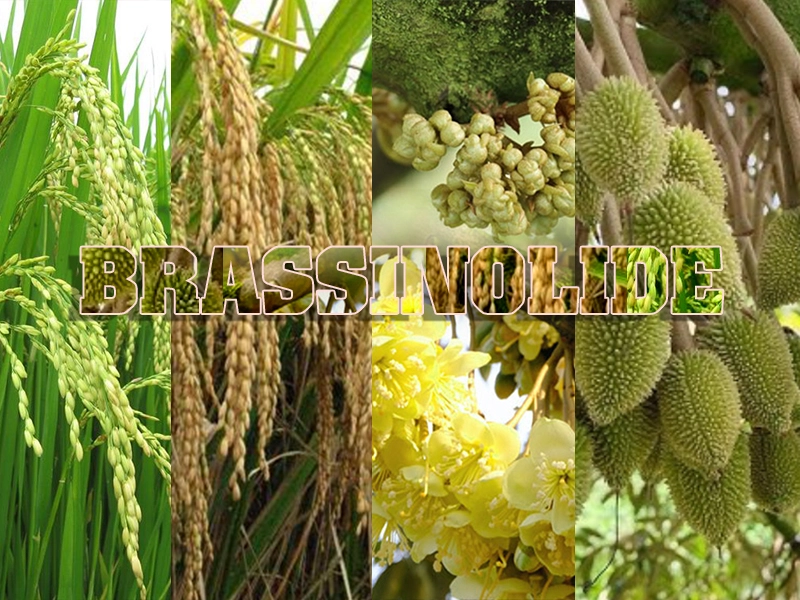 Brassinolide là gì? Tác dụng thực tế trên cây Lúa và lý do nó quan trọng trong Nông Nghiệp