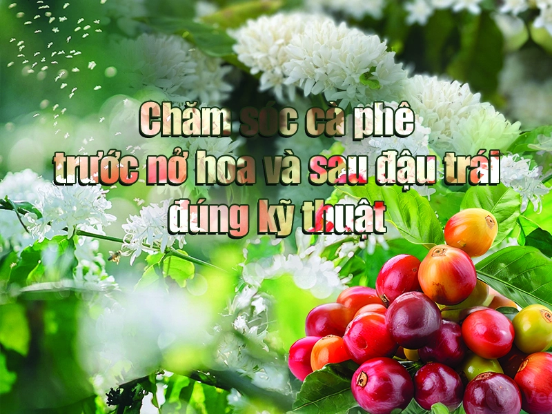 Chăm sóc cà phê trước nở hoa và sau đậu trái đúng kỹ thuật