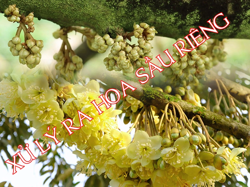Quy trình xử lý ra hoa sầu riêng thuận vụ và sớm vụ miền Tây và miền Đông