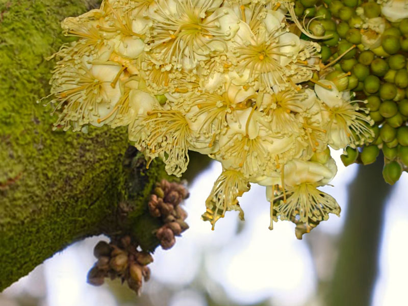 Quy trình chăm sóc sầu riêng từ mắt cua đến trước khi xổ nhụy