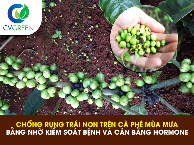 Chống rụng trái non trên cà phê mùa mưa bằng nhờ kiểm soát bệnh và cân bằng hormone