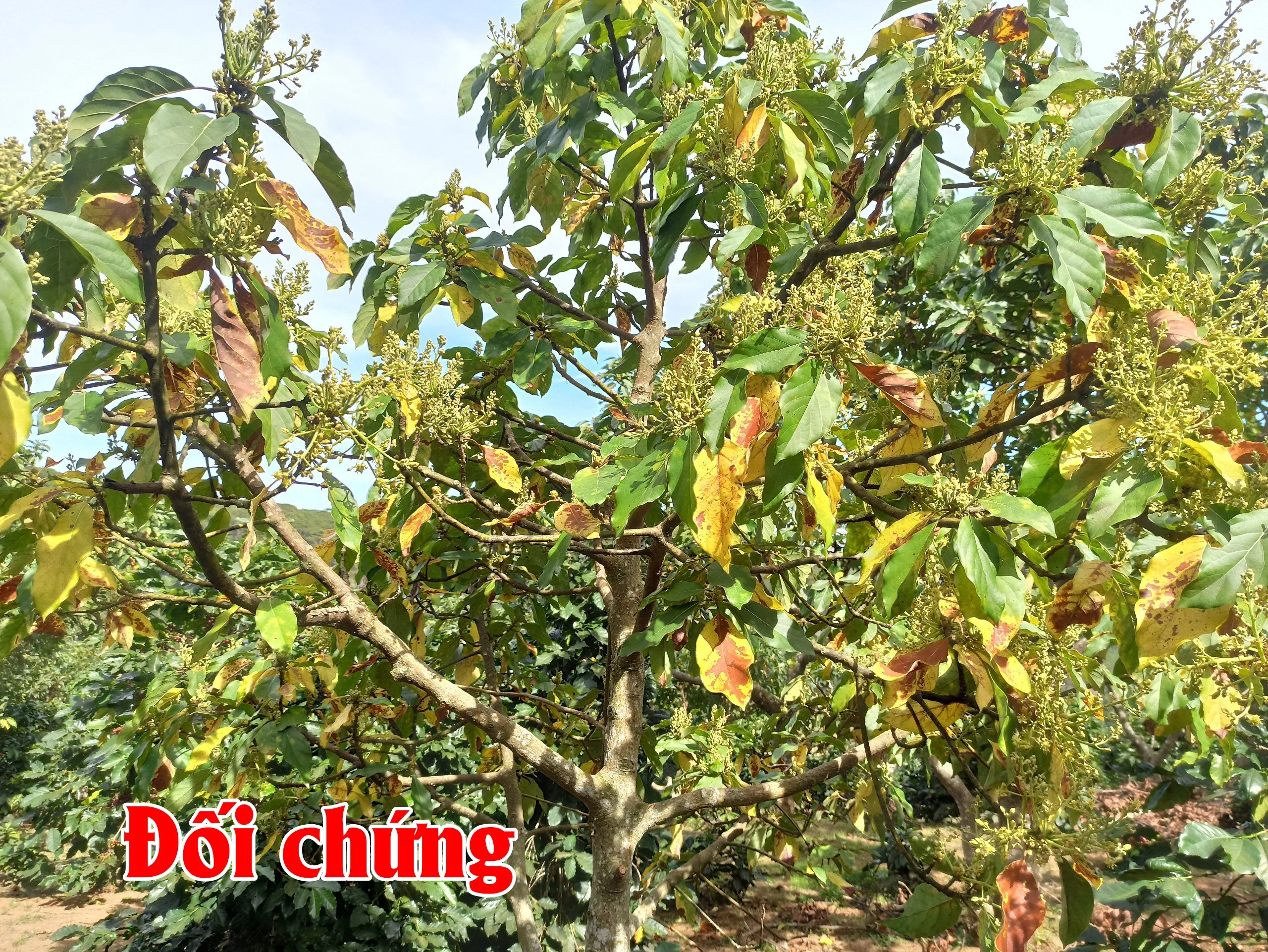 Hình ảnh bơ sử dụng sản phẩm của Chelate và đối chứng