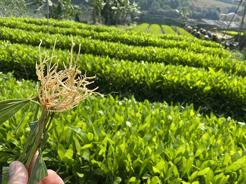 Nguyên nhân keo hom chết rét và giải pháp tăng sức chống chịu hiệu quả