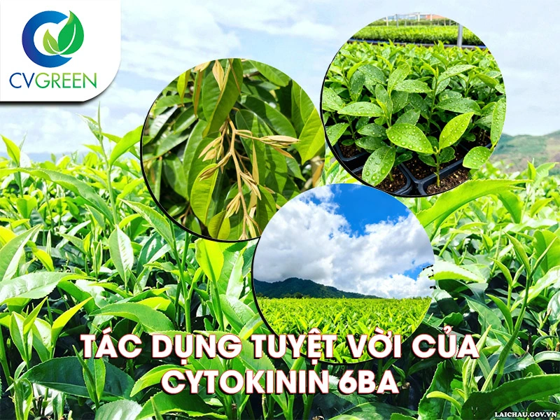 Tác dụng tuyệt vời của Cytokinin 6BA trên cây trồng mà nhiều người chưa biết