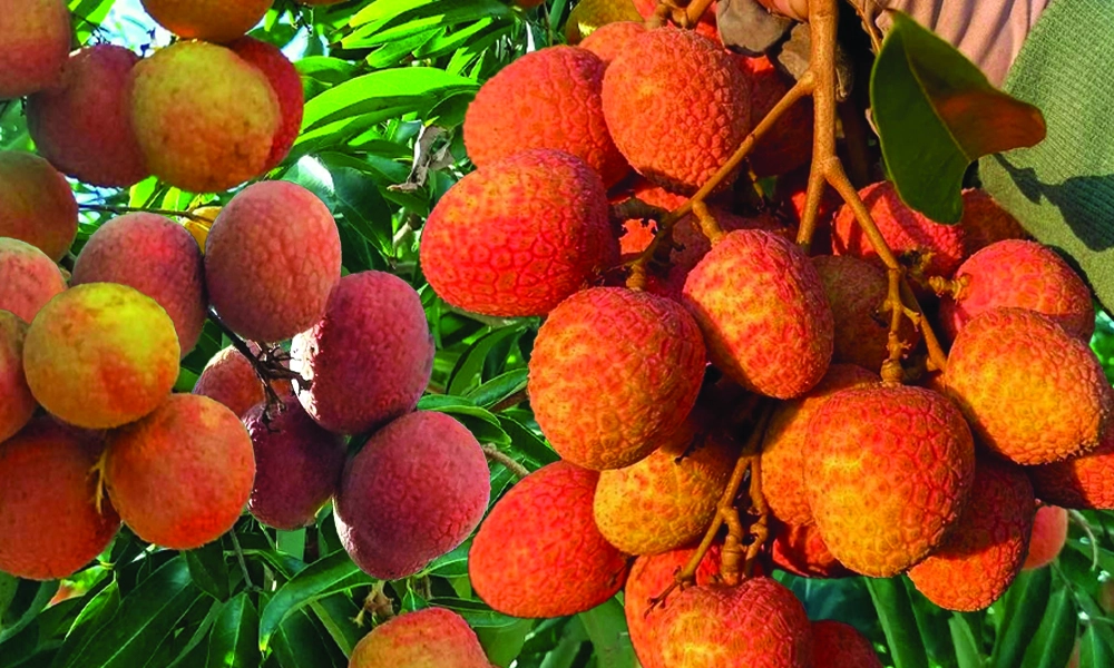 Vải u hồng Tây Nguyên