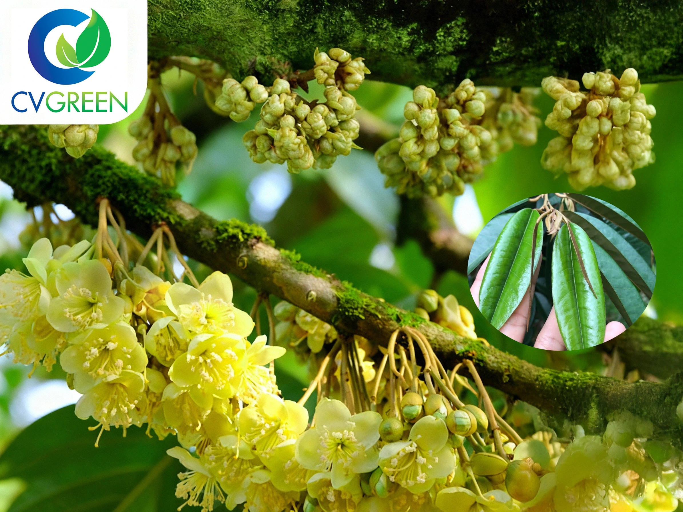 Quy trình xử lý ra hoa sầu riêng theo cơ đọt cuối 40–50 ngày