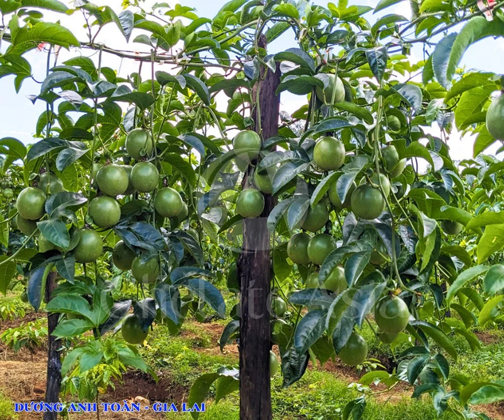 Hình ảnh chanh dây trĩu quả - KH Dương Anh Toàn