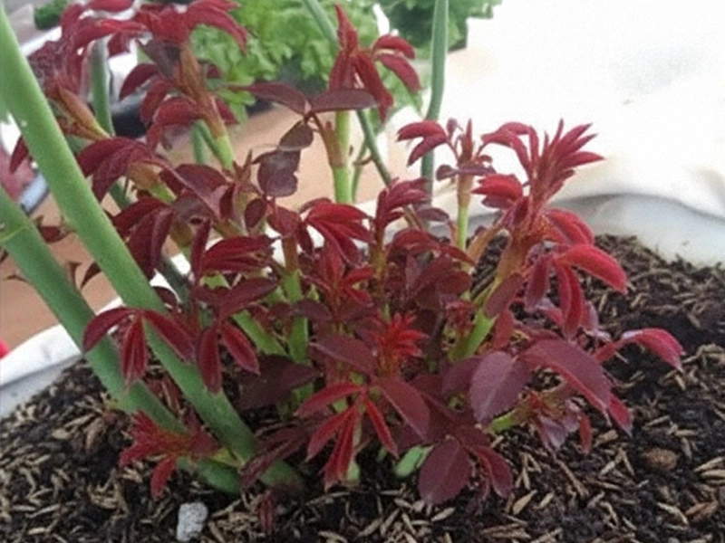 Sự khác nhau giữa Cytokinin 6BA, Kinetin và DA6 trong tác động lên cây trồng