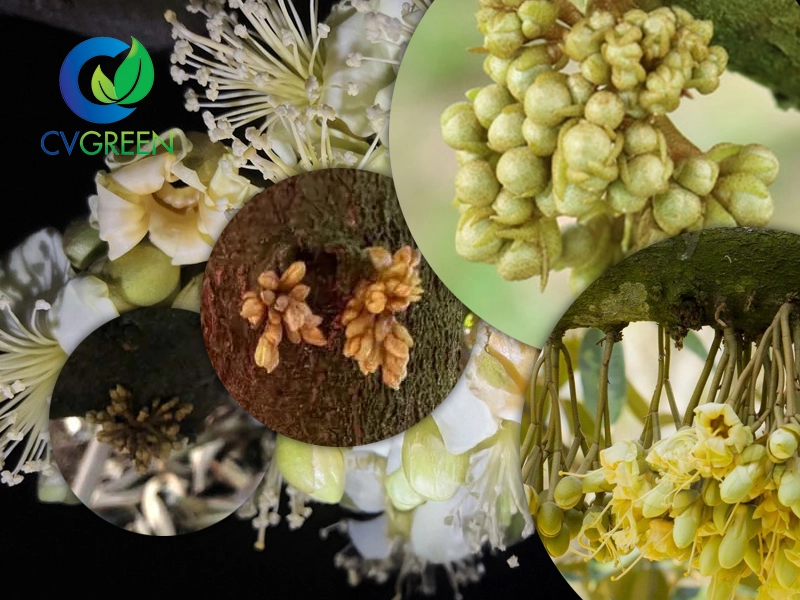 Xử lý sầu riêng ra hoa khi mắt cua nhú chậm và khô mắt cua