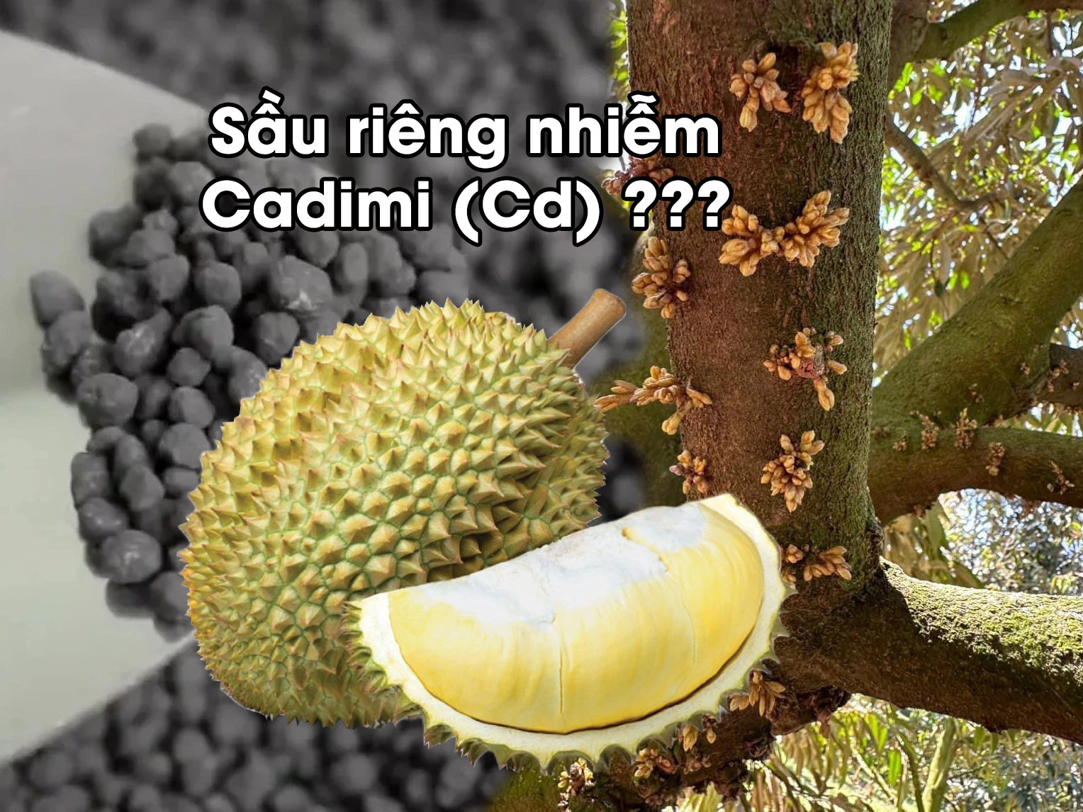 Cadimi trong phân lân là gì? Chọn loại lân nào an toàn hơn khi tạo mầm?