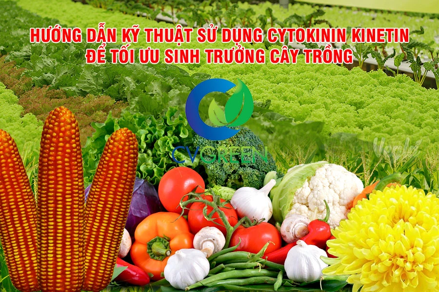 Hướng dẫn kỹ thuật sử dụng Cytokinin Kinetin để tối ưu sinh trưởng cây trồng