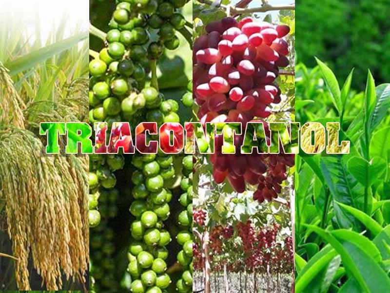 Triacontanol là gì? Tác dụng thực tế trên cây trồng và lý do nông dân nên hiểu đúng hoạt chất này