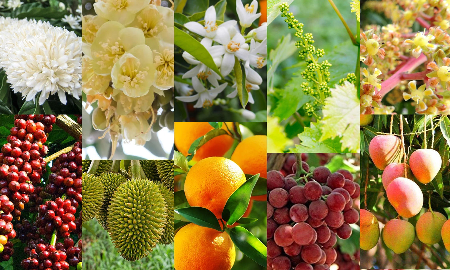 Tiết lộ 5 hoạt chất giúp tăng tỉ lệ đậu quả, nồng độ sử dụng giao đoạn ra hoa