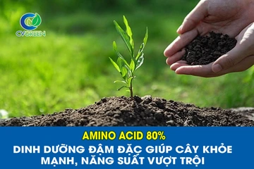 Amino Acid 80% – Dinh dưỡng đậm đặc giúp cây khỏe mạnh, năng suất vượt trội