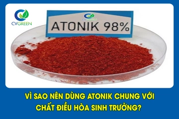 Vì sao nên dùng atonik chung với chất điều hòa sinh trưởng?