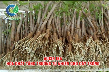 Auxin IBA – Hóa chất tăng trưởng tự nhiên cho cây trồng