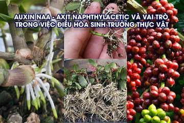 Auxin NAA - axit naphthylacetic và vai trò trong việc điều hòa sinh trưởng thực vật