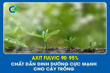 Axit Fulvic 90–95%: Chất dẫn dinh dưỡng cực mạnh cho cây trồng