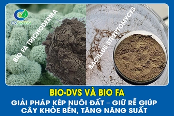 BIO-DVS và BIO FA: Giải pháp kép nuôi đất – Giữ rễ giúp cây khỏe bền, tăng năng suất