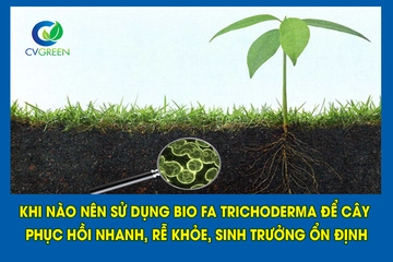 Khi nào nên sử dụng BIO FA Trichoderma  để cây phục hồi nhanh, rễ khỏe, sinh trưởng ổn định