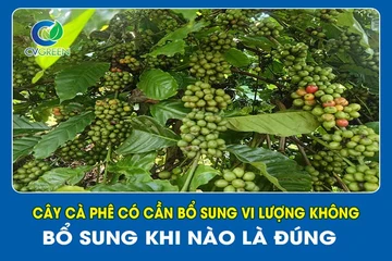 Cây cà phê có cần bổ sung vi lượng không? Bổ sung khi nào là đúng