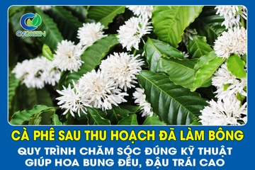 Cà phê sau thu hoạch đã làm bông – Quy trình chăm sóc đúng kỹ thuật giúp hoa bung đều, đậu trái cao