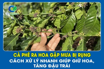 Cà phê ra hoa gặp mưa bị rụng – Cách xử lý nhanh giúp giữ hoa, tăng đậu trái