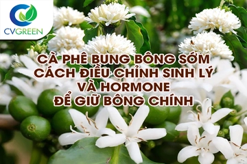 Cà phê bung bông sớm: cách điều chỉnh sinh lý và hormone để giữ bông chính