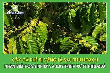Cây cà phê bị vàng lá sau thu hoạch: Nhận biết Hoa sinh lý và quy trình xử lý hiệu quả