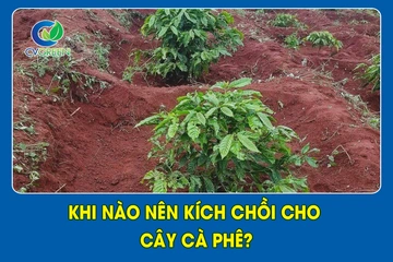 Khi nào nên kích chồi cho cây Cà Phê?
