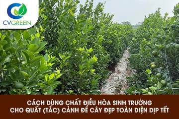 Cách dùng chất điều hòa sinh trưởng cho quất (tắc) cảnh để cây đẹp toàn diện dịp Tết