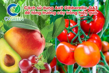 Cách sử dụng Axit Gibberellic GA3 để tăng trưởng cây trồng hiệu quả cho nông dân