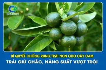 Bí Quyết Chống Rụng Trái Non Cho Cây Cam – Trái Giữ Chắc, Năng Suất Vượt Trội