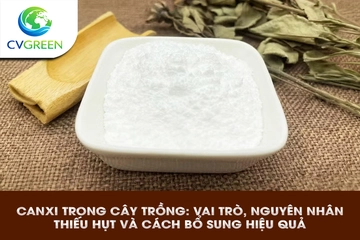 Canxi trong cây trồng: Vai trò, nguyên nhân thiếu hụt và cách bổ sung hiệu quả