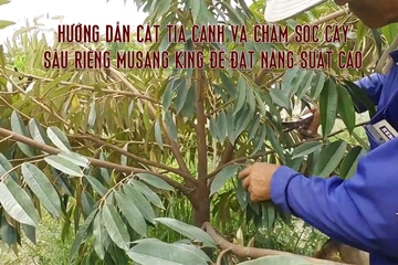 Hướng dẫn cắt tỉa cành và chăm sóc cây sầu riêng Musang King để đạt năng suất cao