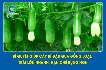 Bí quyết giúp cây bí đậu quả đồng loạt, trái lớn nhanh, hạn chế rụng non
