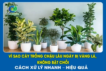 Vì sao cây trồng chậu lâu ngày bị vàng lá, không bật chồi? Cách xử lý nhanh – Hiệu quả