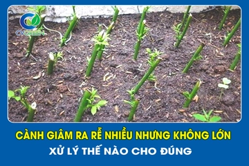 Cành giâm ra rễ nhiều nhưng không lớn – xử lý thế nào cho đúng?
