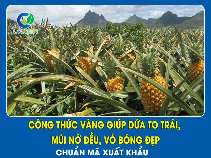 Công Thức Vàng Giúp Dứa To Trái, Múi Nở Đều, Vỏ Bóng Đẹp – Chuẩn Mã Xuất Khẩu