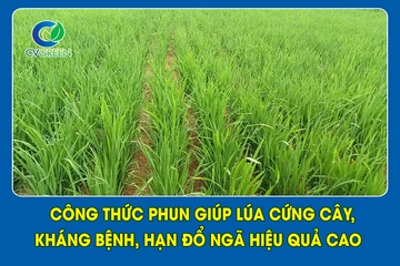 Công thức phun giúp lúa cứng cây, kháng bệnh, hạn đổ ngã hiệu quả cao