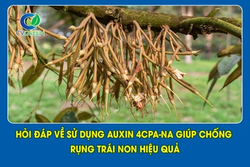  Hỏi đáp về sử dụng Auxin 4CPA-NA giúp chống rụng trái non hiệu quả