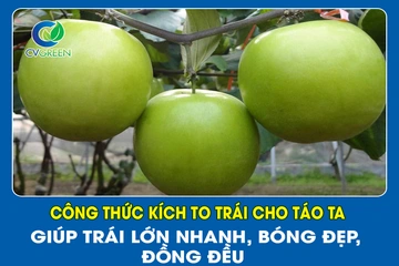 Công thức kích to trái cho Táo Ta – Giúp trái lớn nhanh, bóng đẹp, đồng đều
