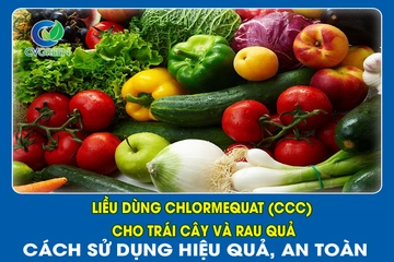 Liều dùng Chlormequat (CCC) cho trái cây và rau quả: Cách sử dụng hiệu quả, an toàn