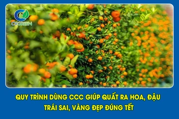 Quy trình dùng CCC giúp quất ra hoa, đậu trái sai, vàng đẹp đúng Tết