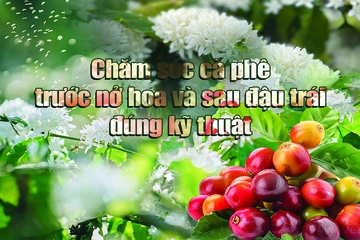 Chăm sóc cà phê trước nở hoa và sau đậu trái đúng kỹ thuật